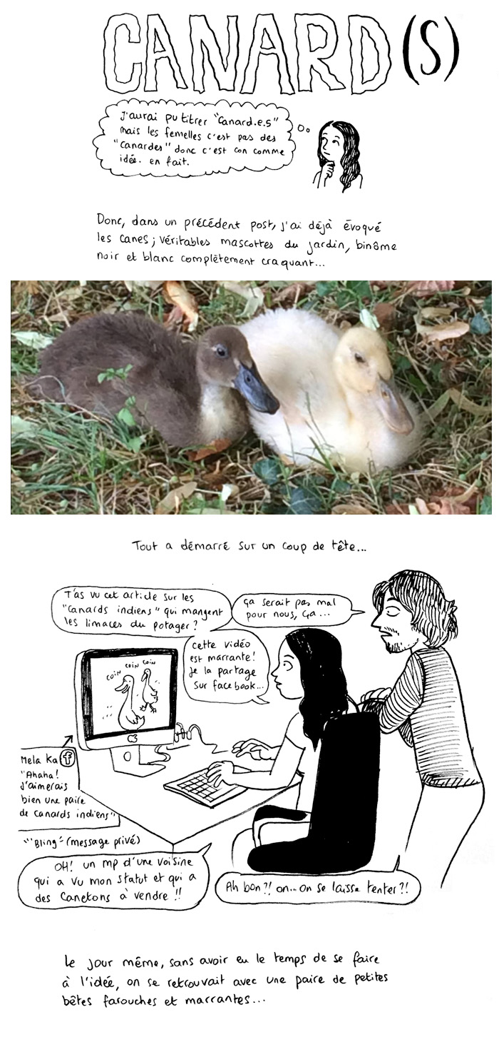 http://melaka.free.fr/blog/canards.jpg