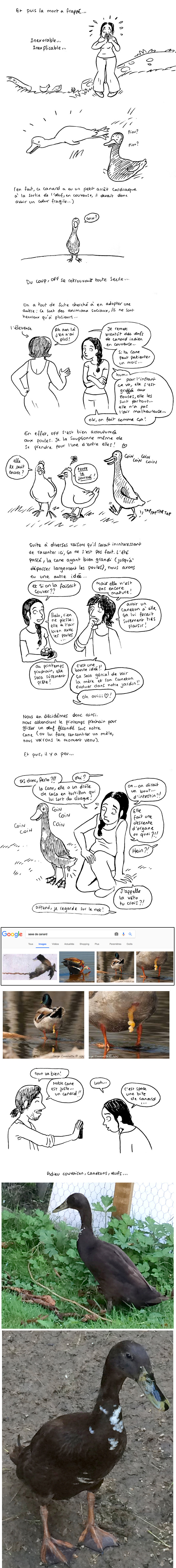 http://melaka.free.fr/blog/canards3.jpg