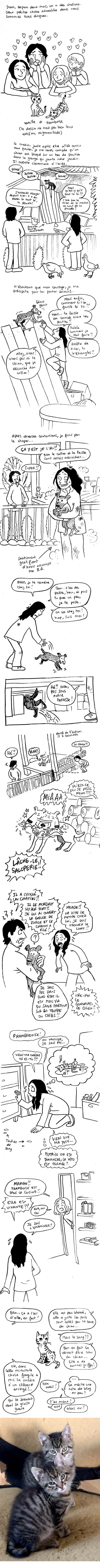 http://melaka.free.fr/blog/chienfou.jpg