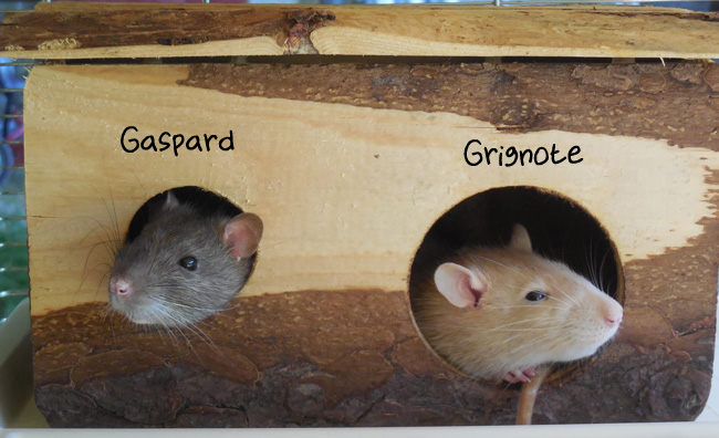 http://melaka.free.fr/blog/gaspardgrignote.jpg