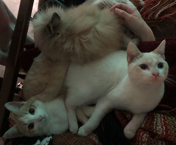 http://melaka.free.fr/blog/chalapin.JPG