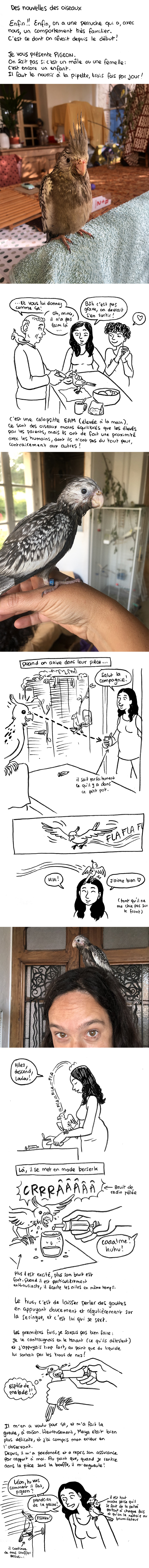 http://melaka.free.fr/blog/pigeon.JPG