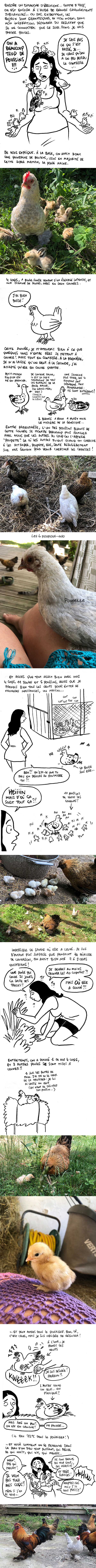 http://melaka.free.fr/blog/poules0622.jpeg