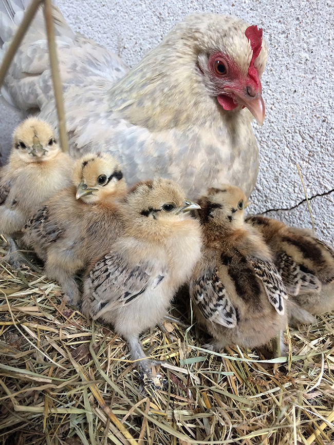 http://melaka.free.fr/blog/poussinsgrandis.jpg
